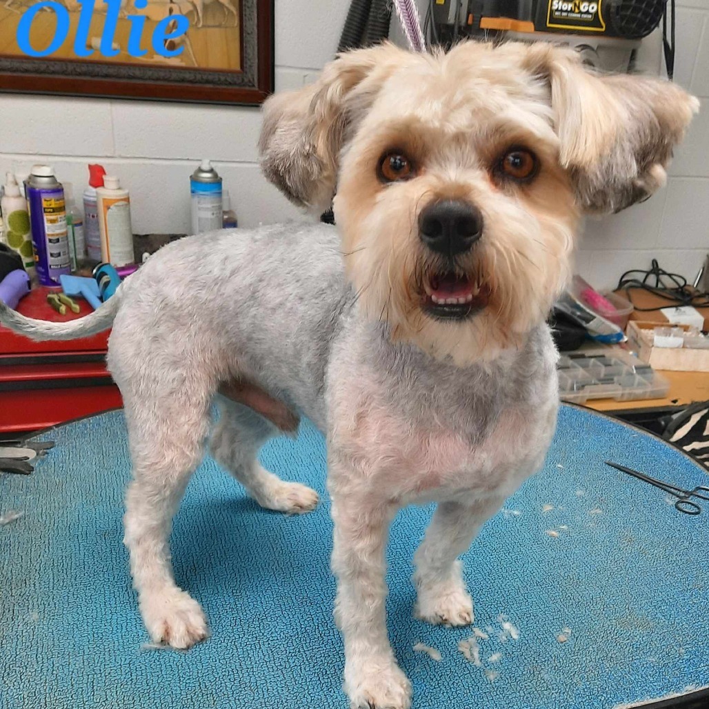 Ollie