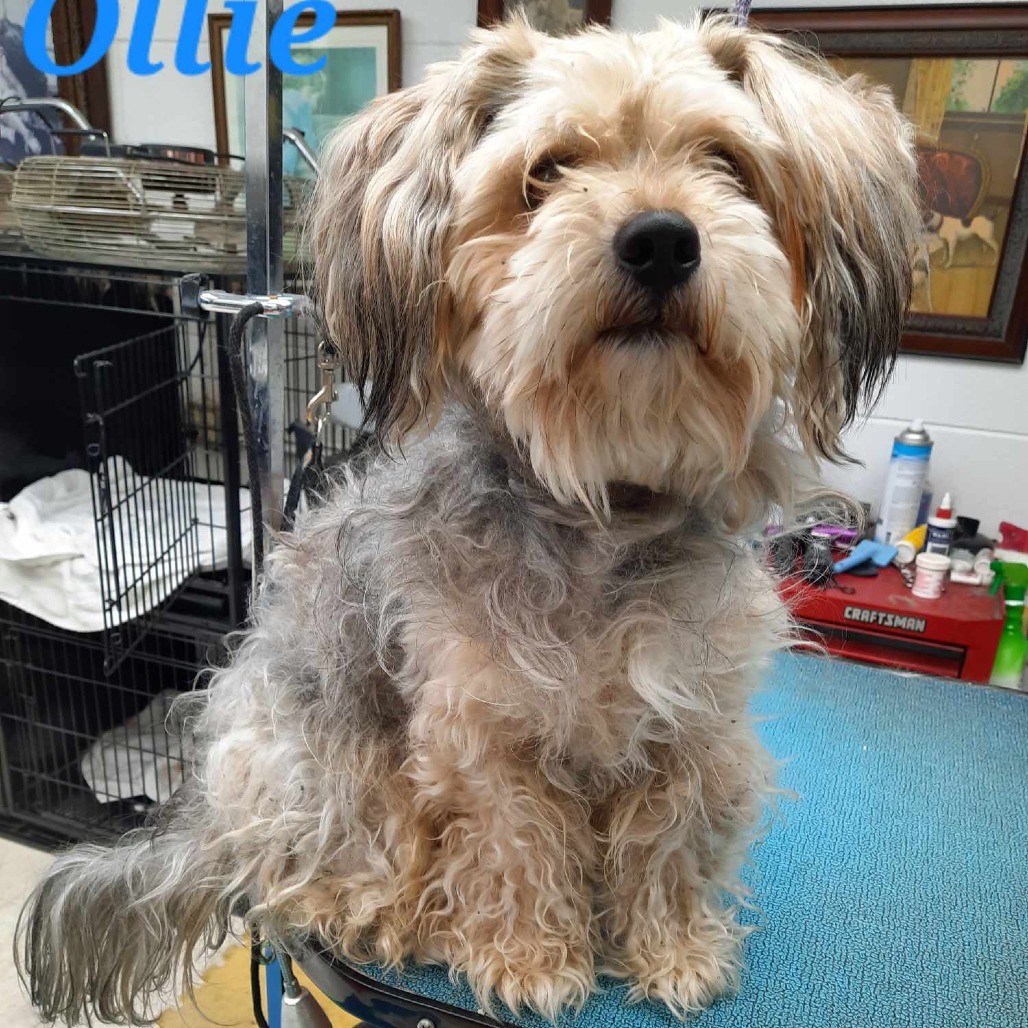Ollie