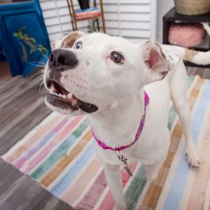 Meet Pound Cake Pound Cake is a shy but curious 11-month-old pup who just needs a little time and p