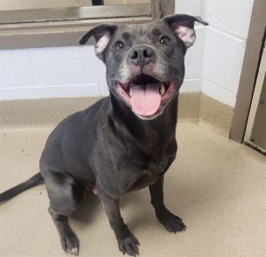 RATTLESNAKE JAKE, Adult Male Pit Bull Terrier