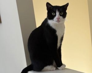 SANTIAGO, Adult Male Domestic Short Hair