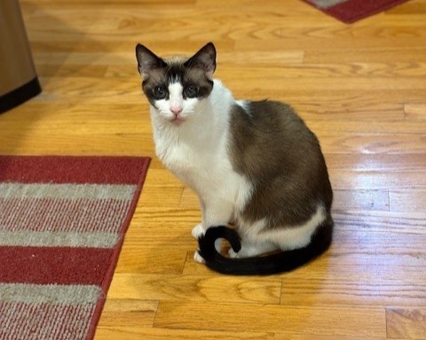 GARNET, an adoptable Snowshoe, Domestic Short Hair in Raleigh, NC, 27603 | Photo Image 1