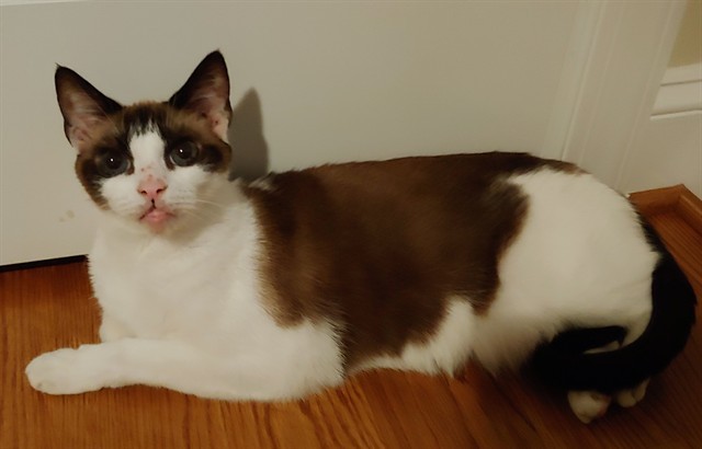 GARNET, an adoptable Snowshoe, Domestic Short Hair in Raleigh, NC, 27603 | Photo Image 1