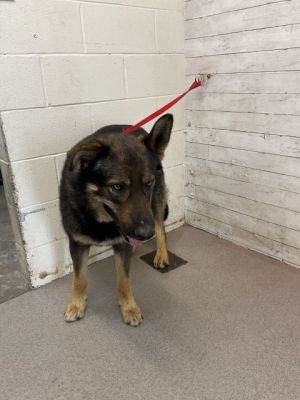 CHUCK, Adult Male German Shepherd Dog