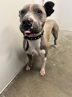 SPIKE, Young Male Pit Bull Terrier