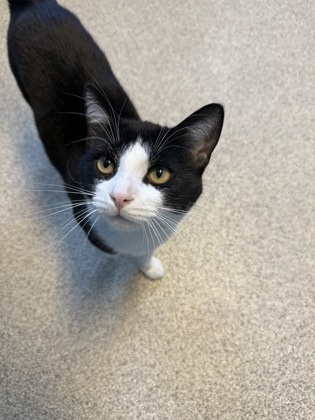 Tux