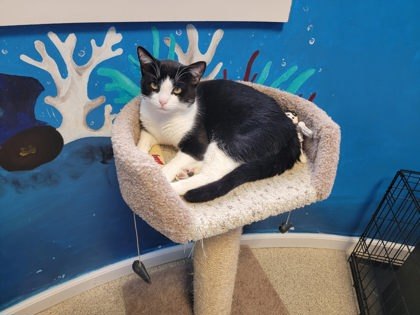 Tux