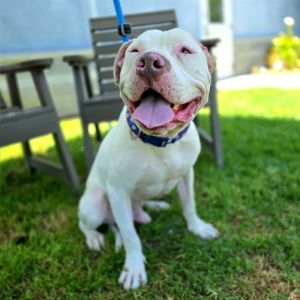 I WAS FOUND AT 600 E VIA ALMENDRO LONG BEACH CA 90805 IN LONG BEACHMy adoptio