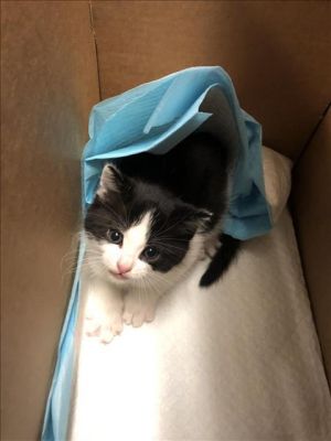I WAS FOUND AT 5000 BLOCK CHERRY AVE LONG BEACH CA IN LONG BEACHMy adoption evaluation date is 03