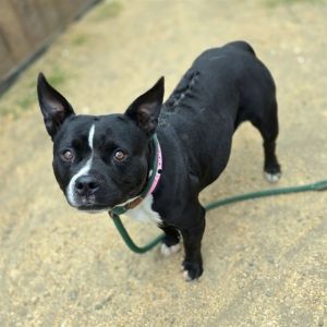 I WAS FOUND AT 900 BLK E ARTESIA BLVD LONG BEACHCA 90805 IN LONG BEACHMy adoption evaluation date