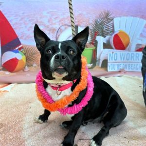 I WAS FOUND AT 900 BLK E ARTESIA BLVD LONG BEACHCA 90805 IN LONG BEACHMy adoption evaluation date