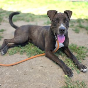 I WAS FOUND AT 2000 BLK HARBOR AVE LONG BEACH 90810 IN LONG BEACHMy adoption evaluation date is 05