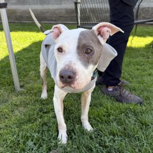 RUCA Pit Bull Terrier Dog