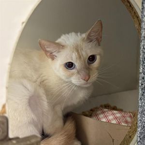 PYRRA Siamese Cat