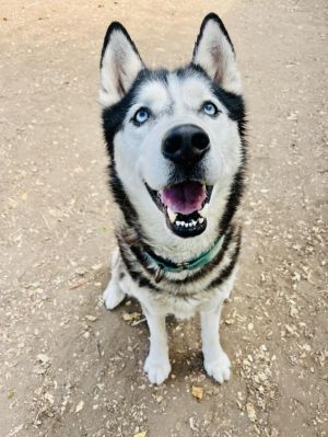 Meet Ray The Husky whos kind of a cat Heres what volunteer Liz has to say about Ray Ray reminds