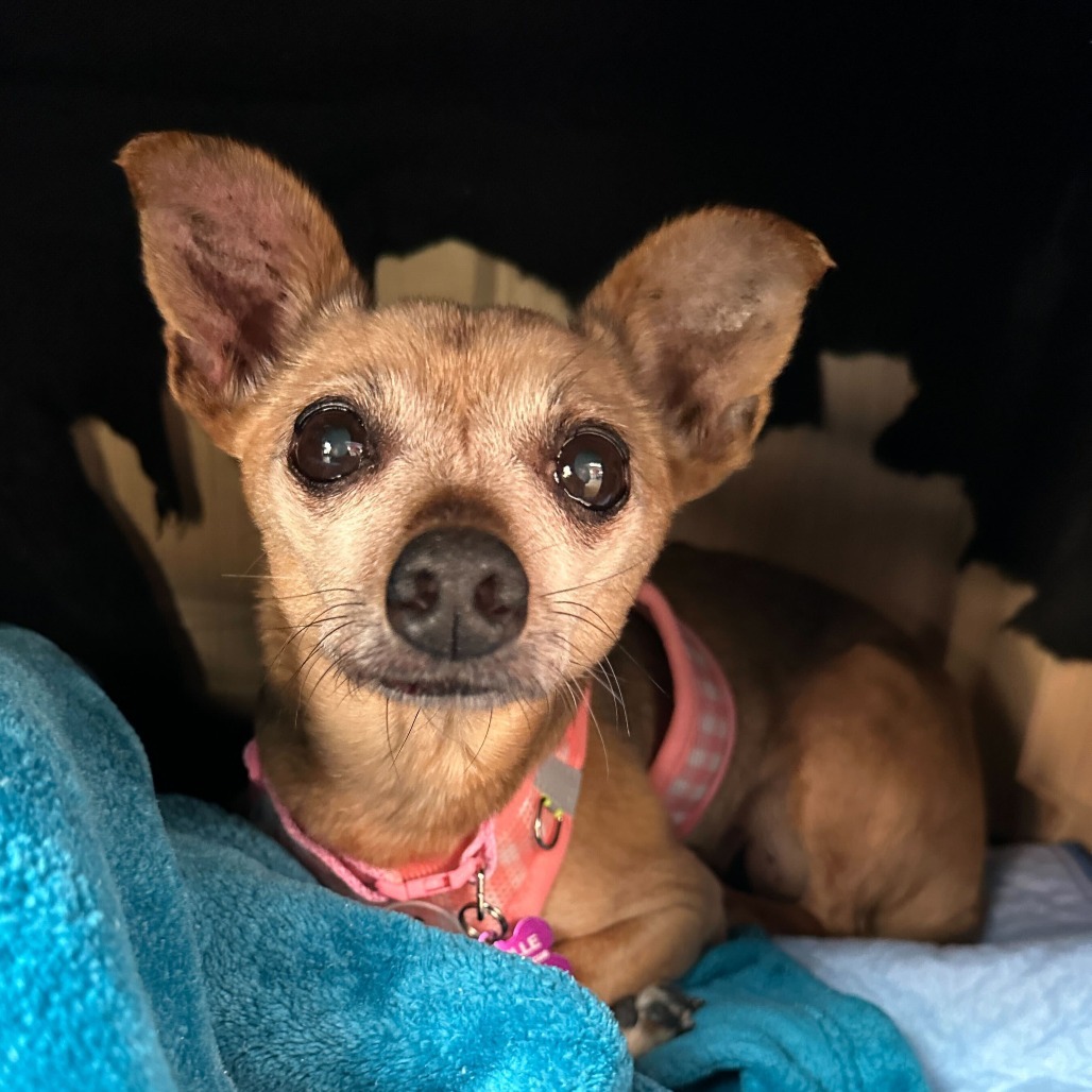 Pebbles 12942