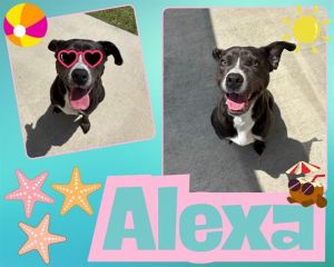 ALEXA, Young Female Pit Bull Terrier