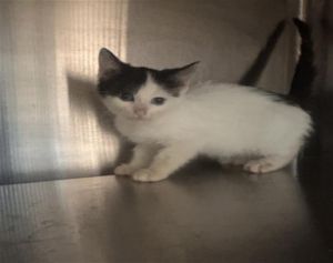 A635418, Baby Female Domestic Short Hair