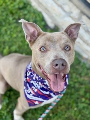 Scooby, Adult Male Mixed Breed