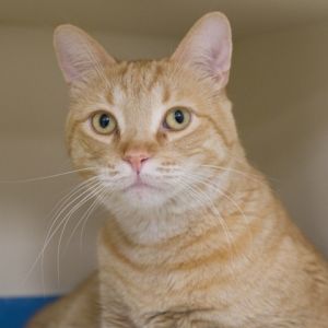 Ralphie, Young Male unknown