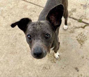Animal Profile Lucas is a pint-sized cutie joining us from Modesto CA on 512025 This little Chi