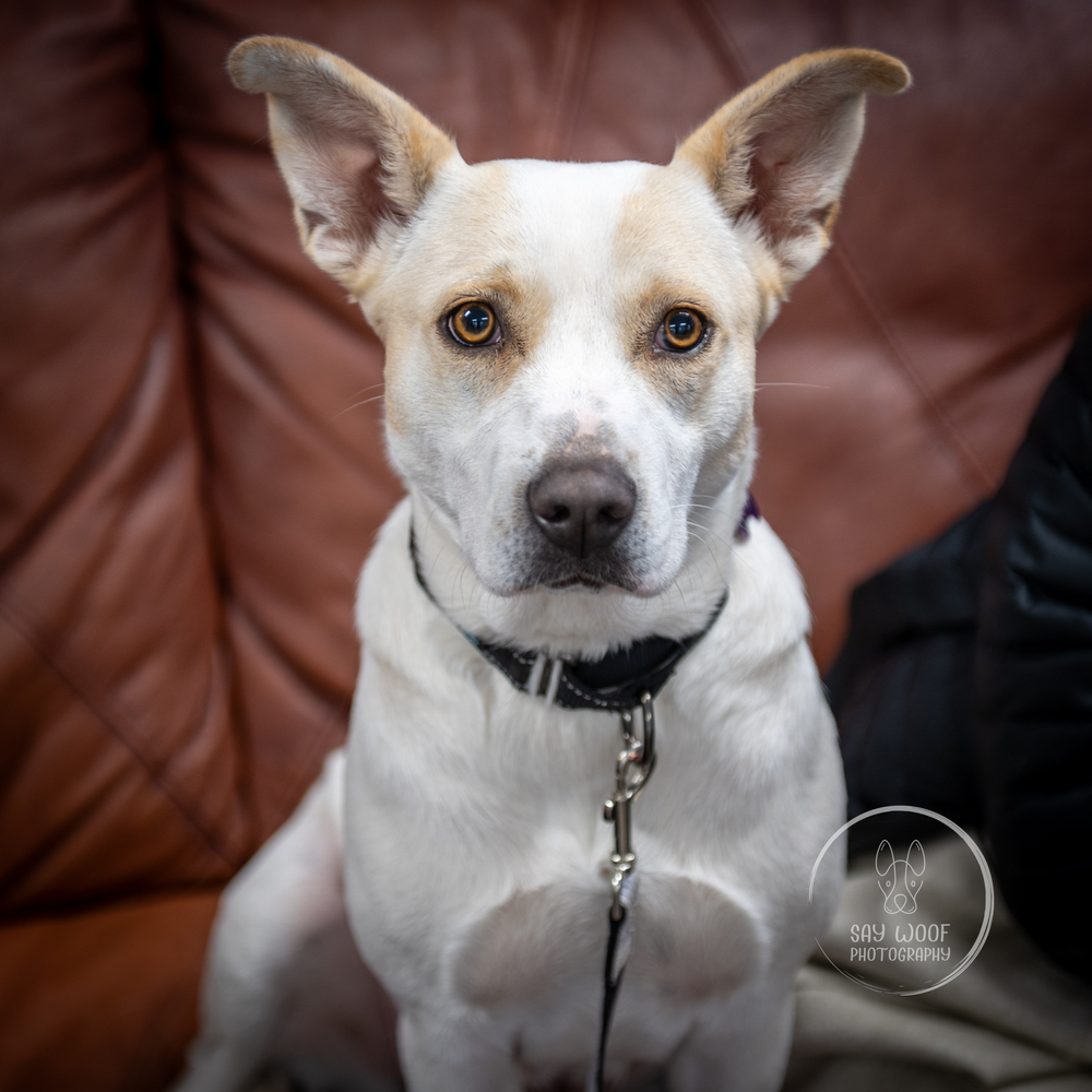 Foxy Lady - 25048, an adoptable Foxhound, Beagle in Armonk, NY, 10504 | Photo Image 1