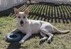 Foxy Lady - 25048 photo 2