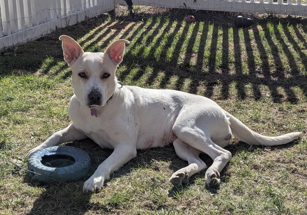 Foxy Lady - 25048, an adoptable Foxhound, Beagle in Armonk, NY, 10504 | Photo Image 2