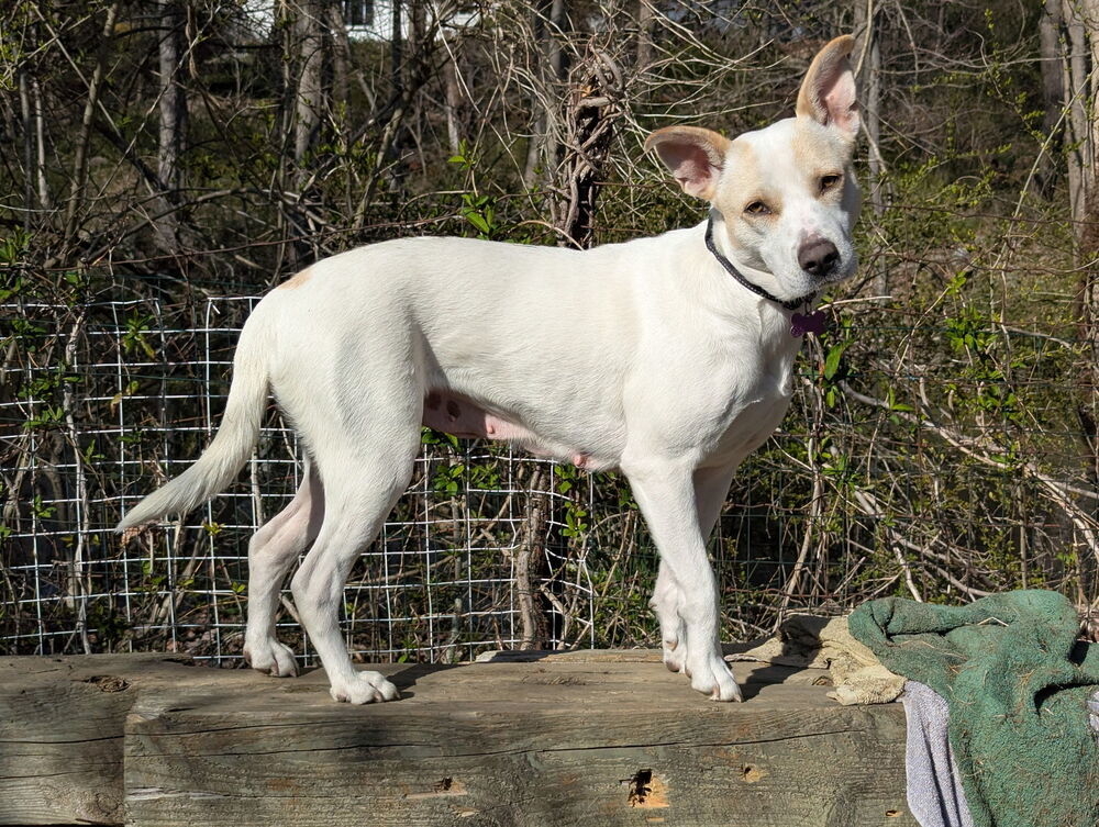 Foxy Lady - 25048, an adoptable Foxhound, Beagle in Armonk, NY, 10504 | Photo Image 3