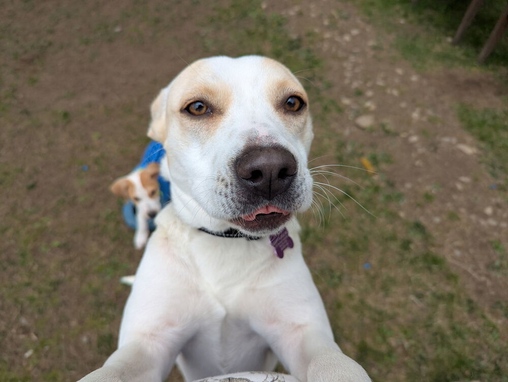 Foxy Lady - 25048, an adoptable Foxhound, Beagle in Armonk, NY, 10504 | Photo Image 4