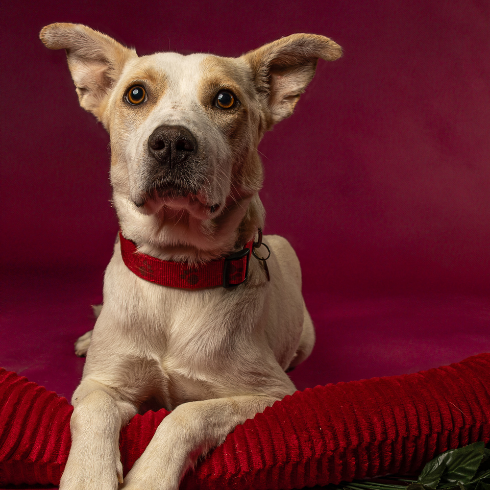 Foxy Lady - 25048, an adoptable Foxhound, Beagle in Armonk, NY, 10504 | Photo Image 5