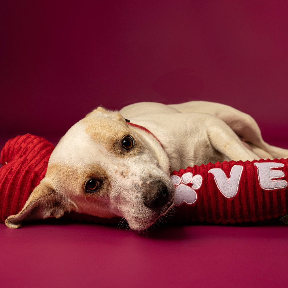 Foxy Lady - 25048, an adoptable Foxhound, Beagle in Armonk, NY, 10504 | Photo Image 6