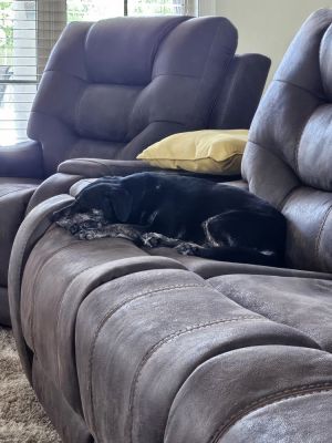 Miley, Adult Female unknown