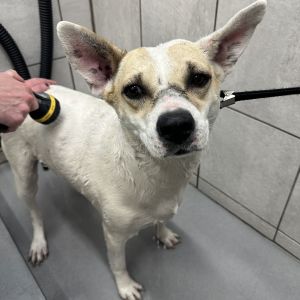 Quita, Young Female Mixed Breed