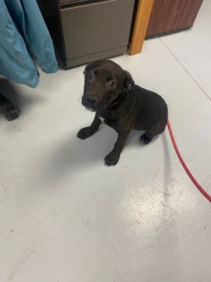 Bob, Young Male Labrador Retriever