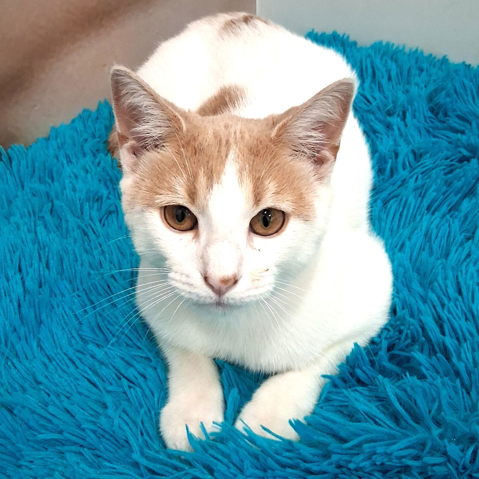Camilo