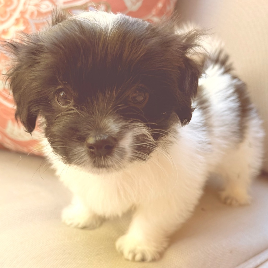 Snoop, an adoptable Shih poo, Maltipoo in Harrah, OK, 73045 | Photo Image 1