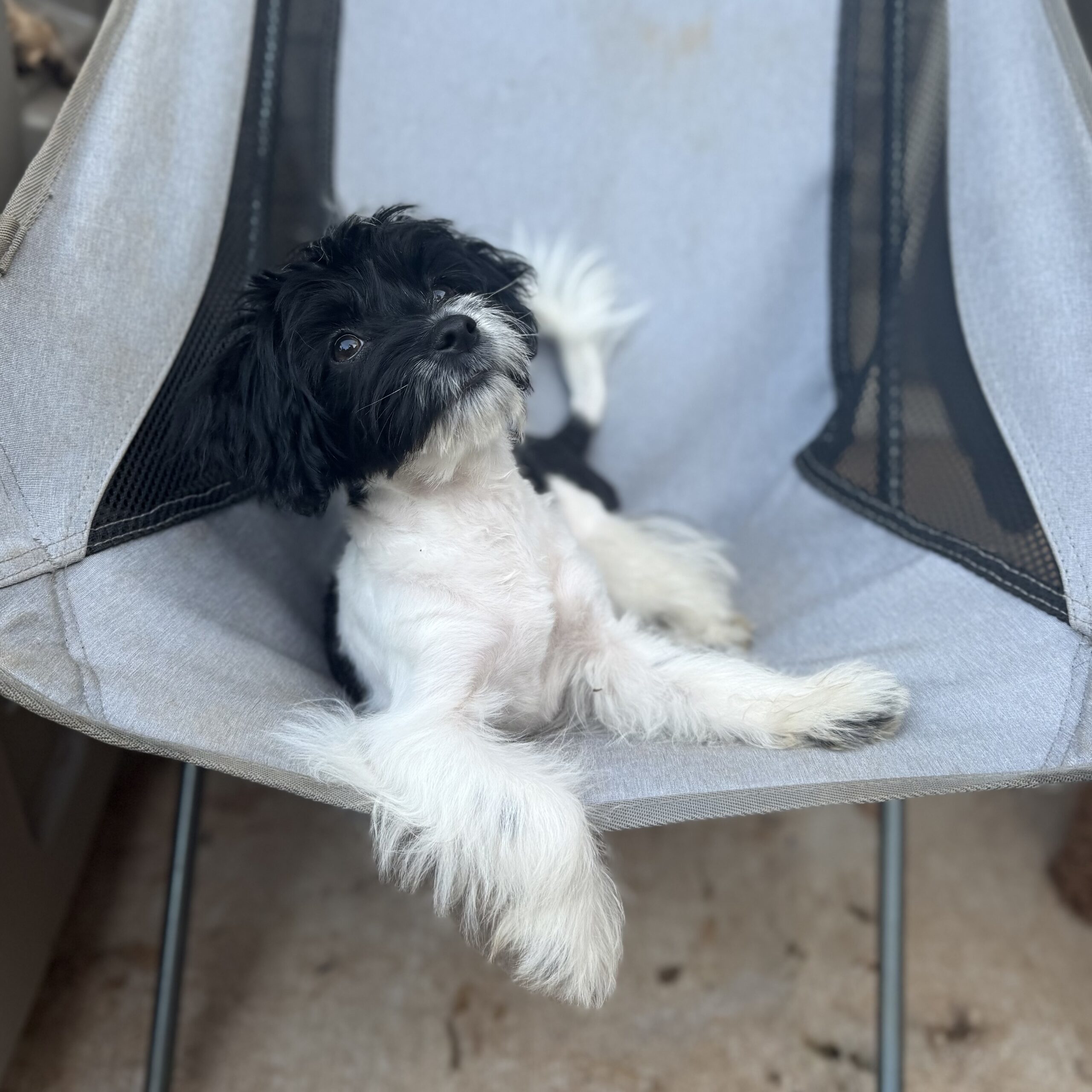 Snoop, an adoptable Shih poo, Maltipoo in Harrah, OK, 73045 | Photo Image 1