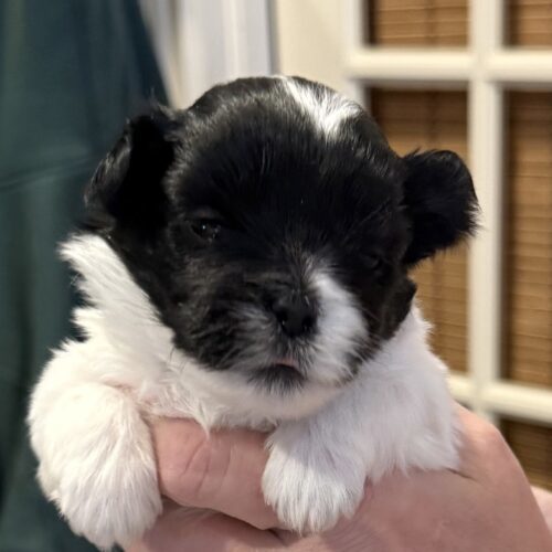 Snoop, an adoptable Shih poo, Maltipoo in Harrah, OK, 73045 | Photo Image 2