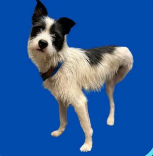 Flip, Young Male Terrier
