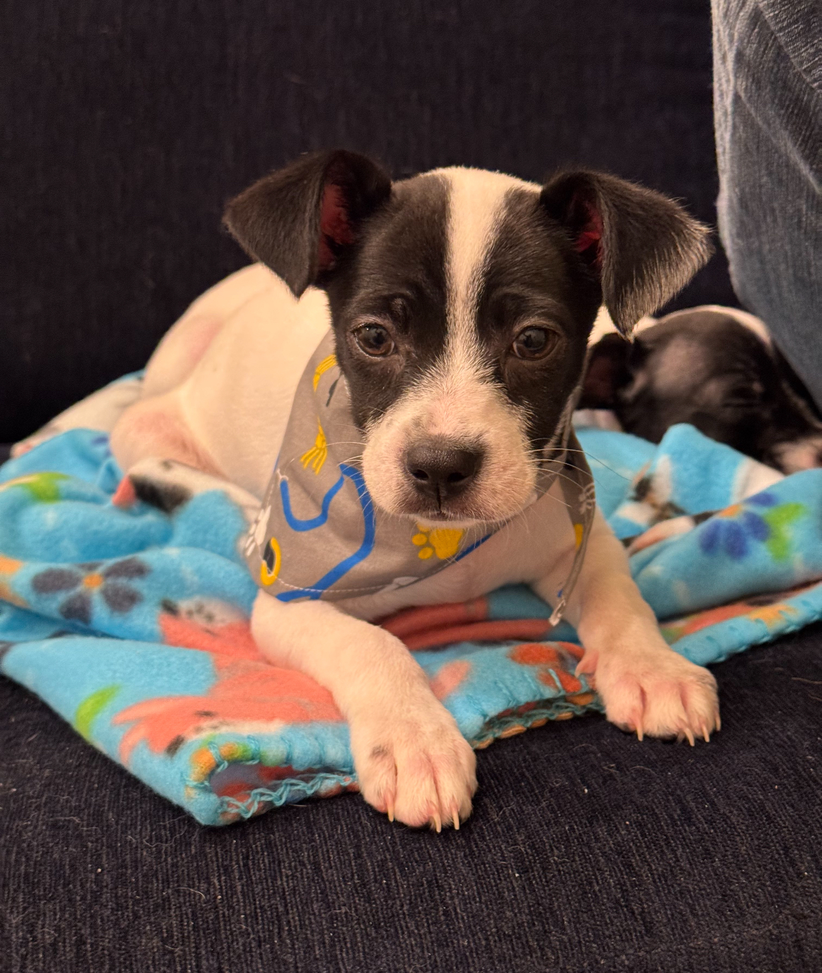 Jon Snow, an adoptable Chihuahua, Papillon in Harrah, OK, 73045 | Photo Image 1