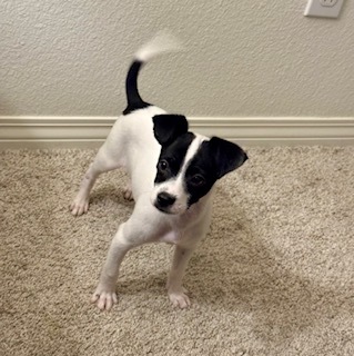 Jon Snow, an adoptable Chihuahua, Papillon in Harrah, OK, 73045 | Photo Image 2