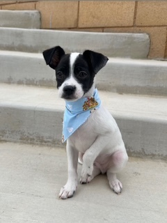 Jon Snow, an adoptable Chihuahua, Papillon in Harrah, OK, 73045 | Photo Image 3