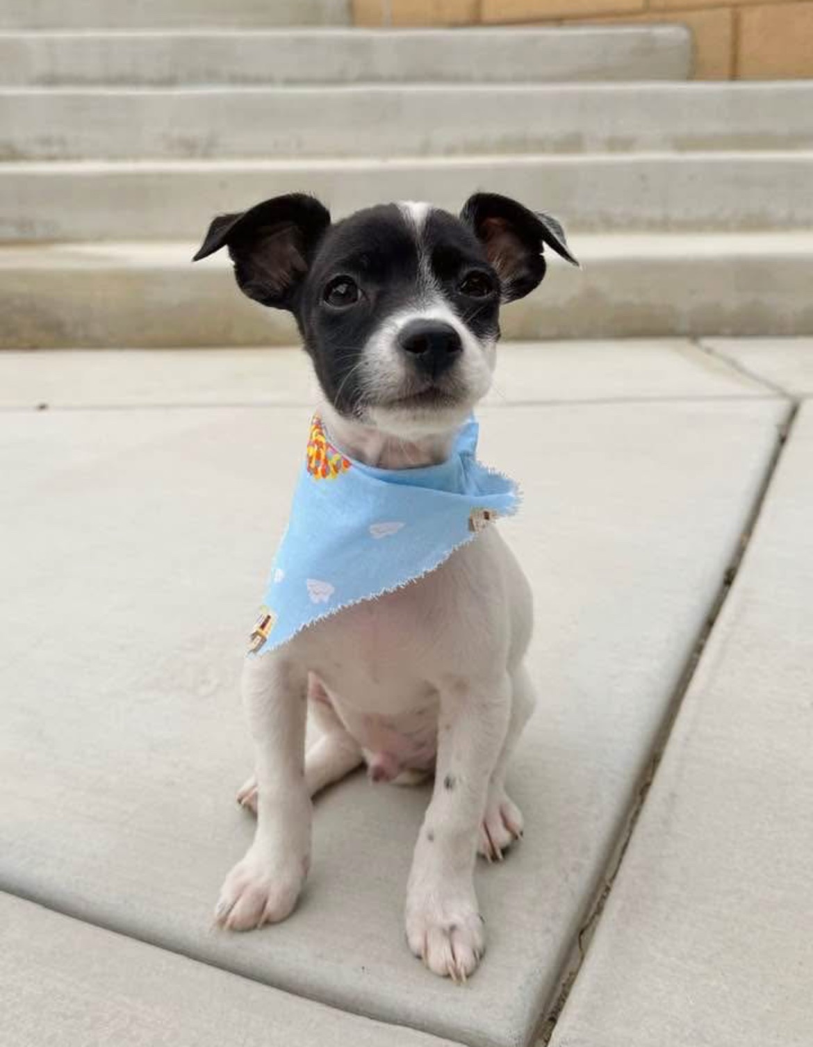 Drogo, an adoptable Chihuahua, Papillon in Harrah, OK, 73045 | Photo Image 1