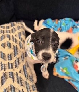 Drogo, an adoptable Chihuahua, Papillon in Harrah, OK, 73045 | Photo Image 2