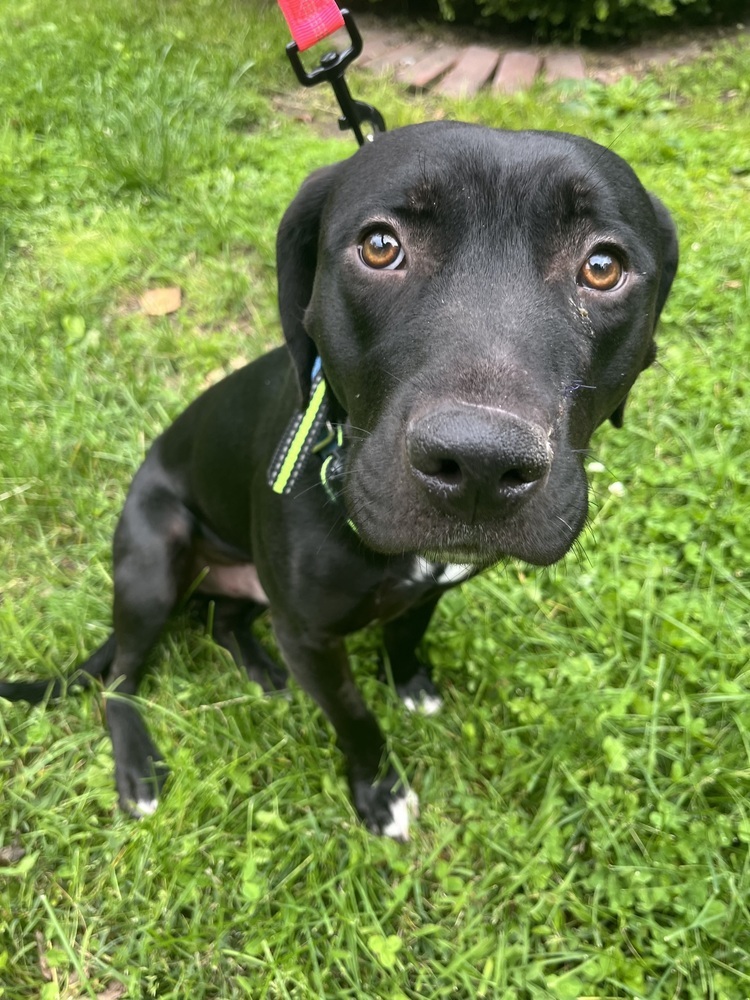 Colt the Courageous