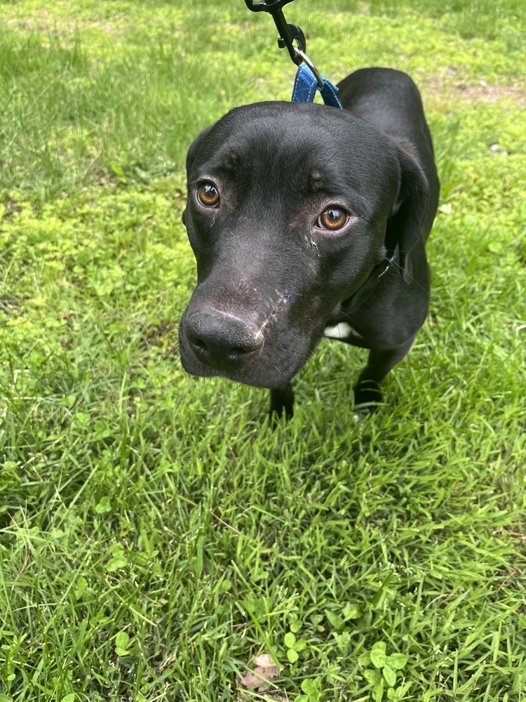 Colt the Courageous
