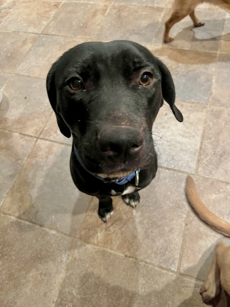 Colt the Courageous