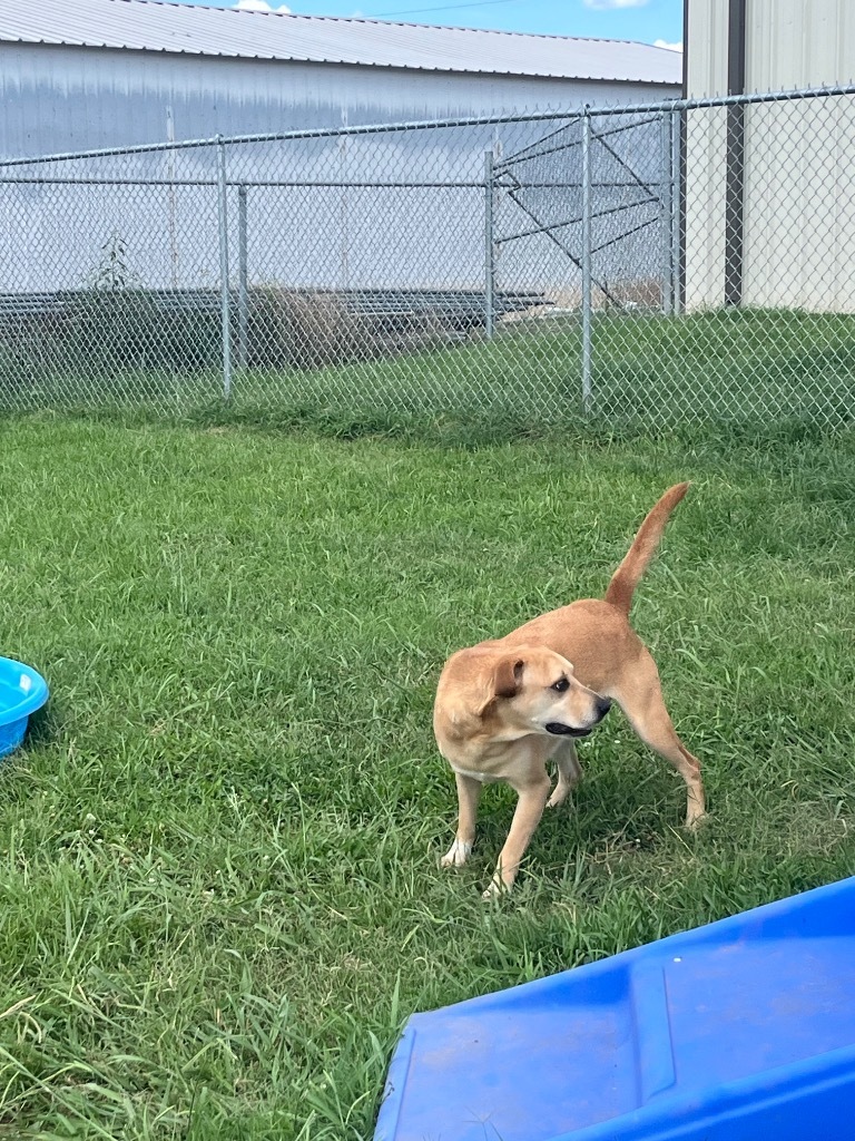 Dexter