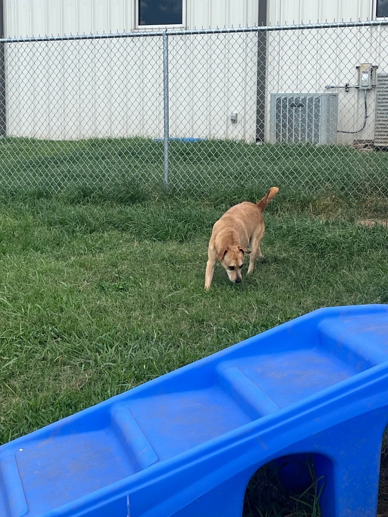 Dexter